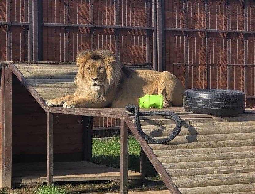 Heated floor and insulated house: in Mingorkompriroda checked the wintering of lions in the Minsk zoo