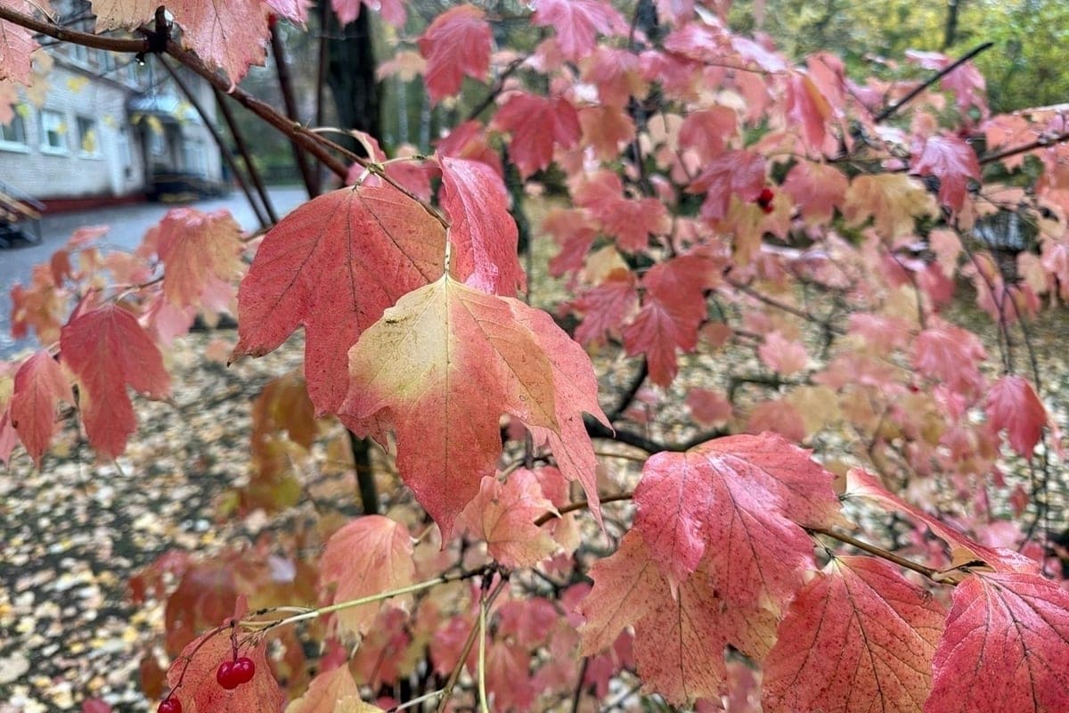 Les prévisionnistes ont parlé de la météo pour Smolensk le 22 octobre