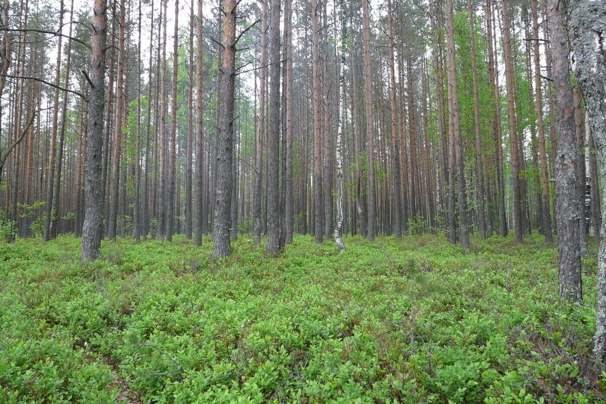 In the Pinega district produced a brown bear that attacked a 49-year-old man