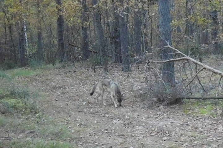Ryazan called the main rules of behavior when meeting a wolf