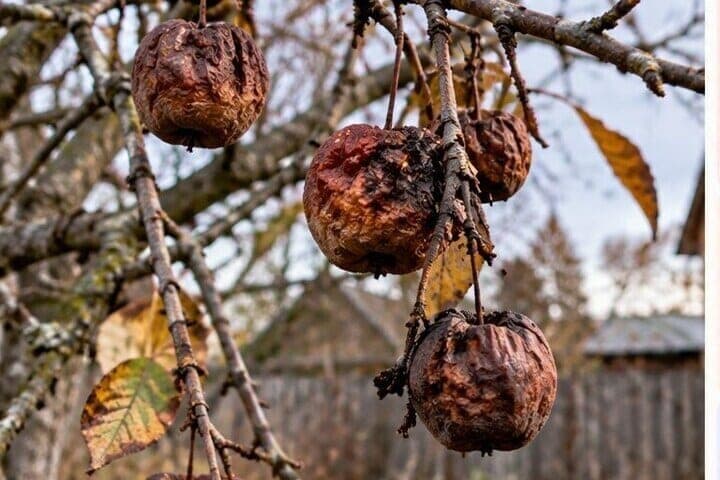 Remove mummified fruits before winter