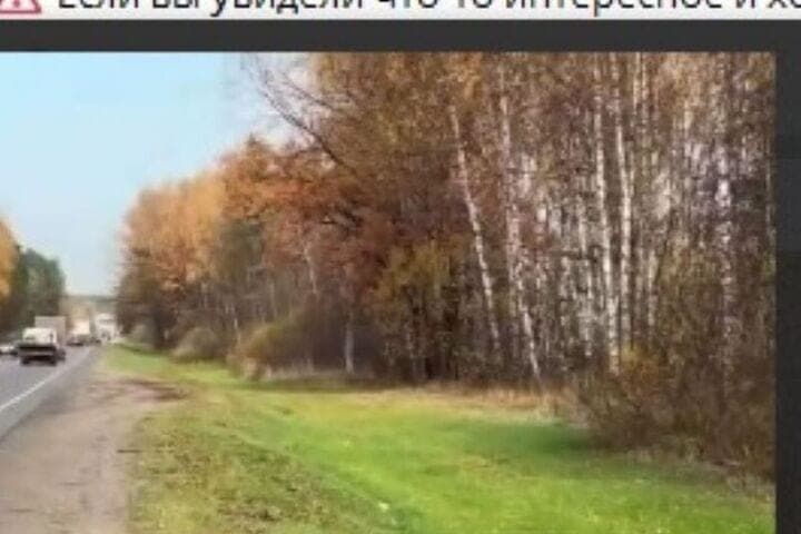 Полосатый «детский сад»: семья из нескольких кабанчиков попала на видео