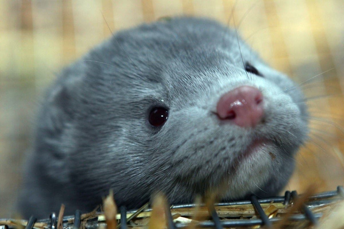 Finland asks EU to exclude minks from new bans