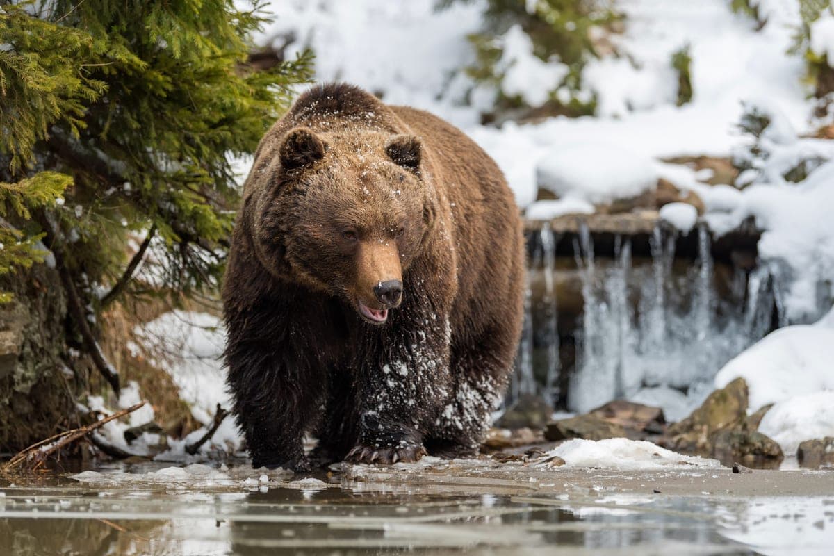 For 10 years bears in the Novosibirsk region has become a quarter more