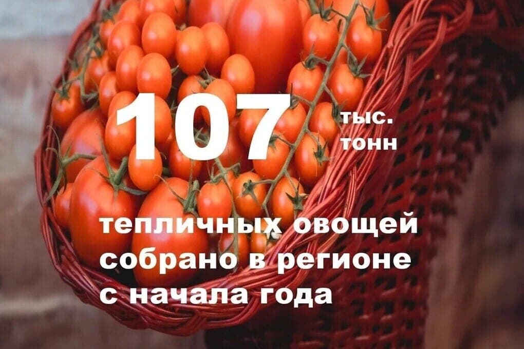 La région de Lipesk recueille près d'un dixième de légumes de serre en Russie