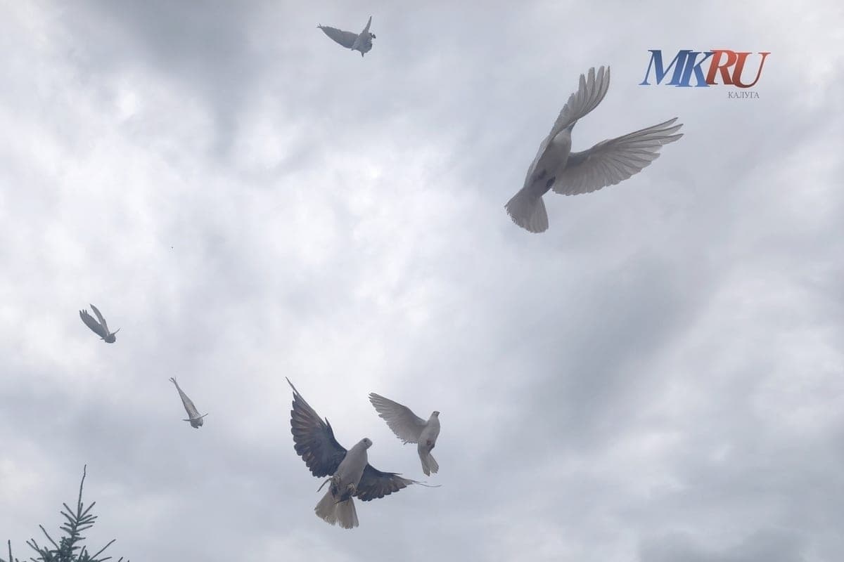 Kalujan asked to photograph dead birds