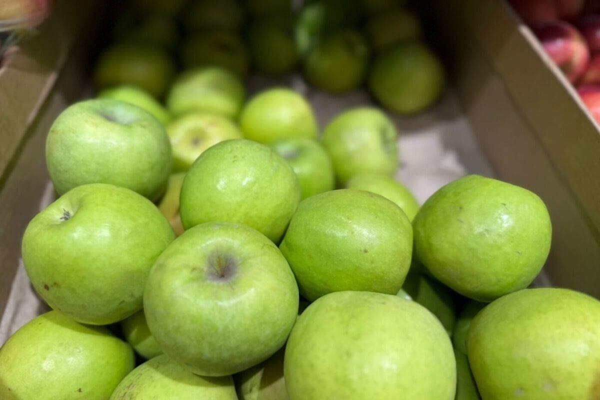 Stavropol gardeners collected 66 thousand tons of apples