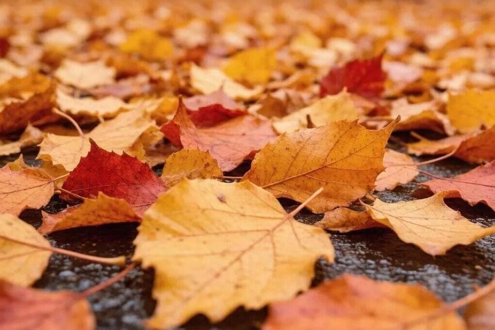 A warm Sunday awaits residents of the Tyumen region before a sharp cold snap