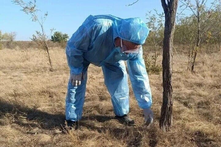 Вакцину от бешенства разложат для диких зверей в Запорожской области