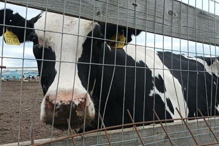 More than 100 accidents with animals and 300 appearances on railway tracks. In Khakassia proposed new measures for the organization of cattle grazing