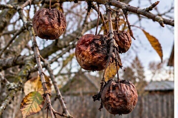 Remove mummified fruit from trees before winter