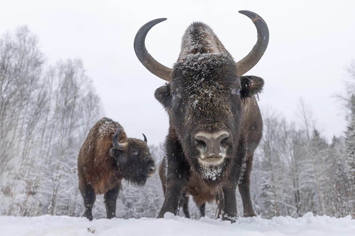 The reserve on the border of the Tula region began to prepare winter visits to the bison
