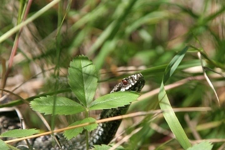 Hispel and prevented to enter the basement: a poisonous viper crawled into a residential house