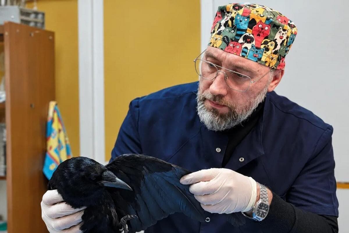 Rtischev veterinarians came out of a wild crow after the attack of cats