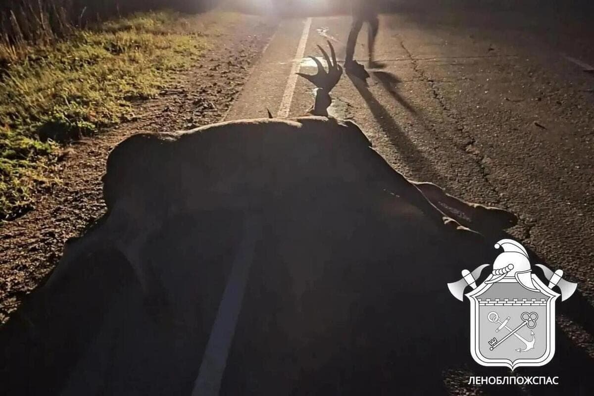 L'orignal sur la route forestière du quartier Priozersky a écrasé la voiture et est mort lui-même