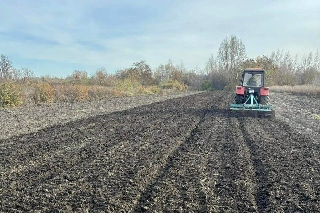 В Курской области заготовили две тонны желудей для восстановления лесов