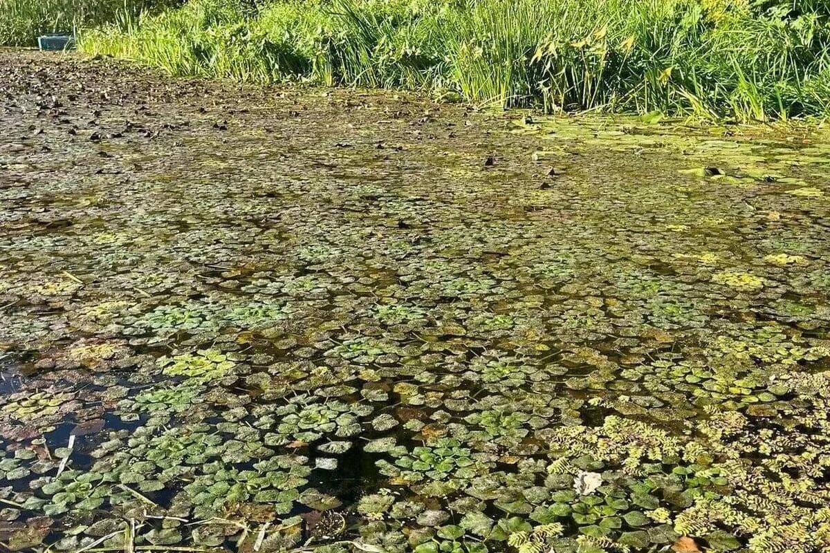 Саратовские ученые воссоздали 20 колоний исчезнувшего водяного ореха