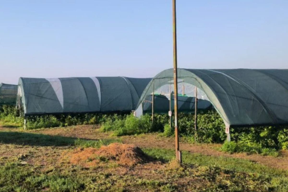 In the Rostov region for sale put up a ready business for the cultivation of raspberries