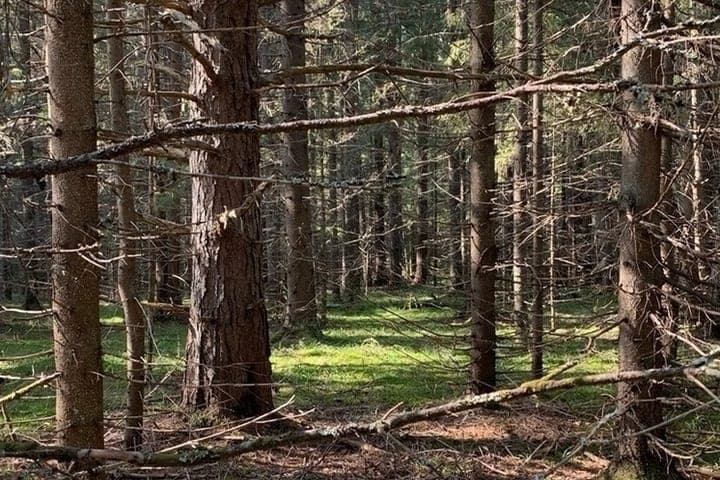 Тульское лесничество направит 15,3 млн рублей на ремонт своего автопарка