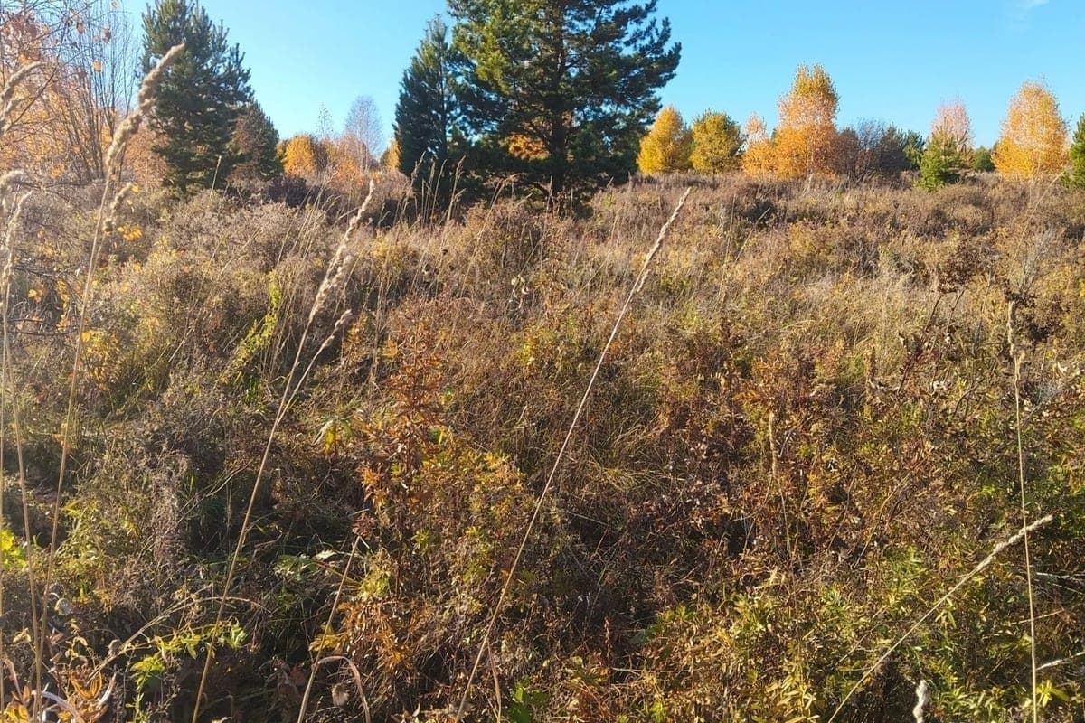 In Khakassia, the owner of 12 hectares was obliged to remove weeds