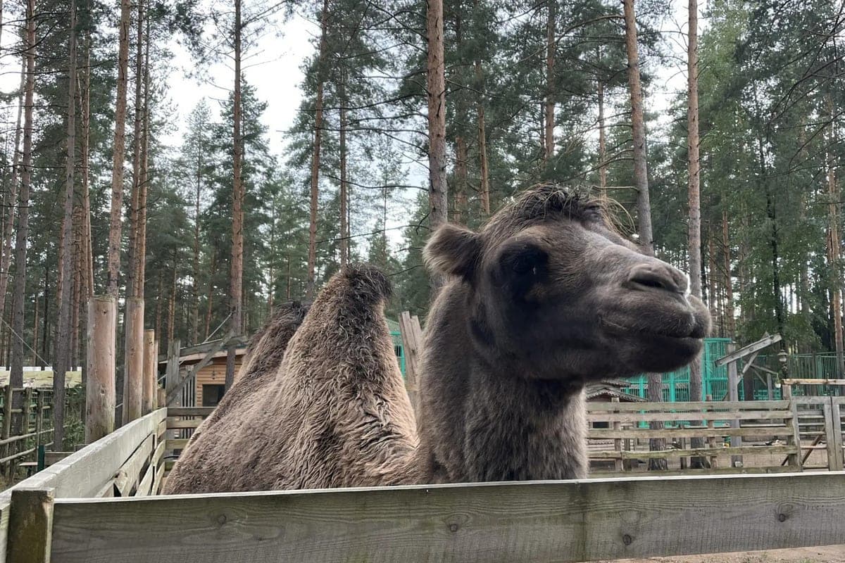 Exhausted camel found in a ditch near the village of Melnitsa in Tosnensky district
