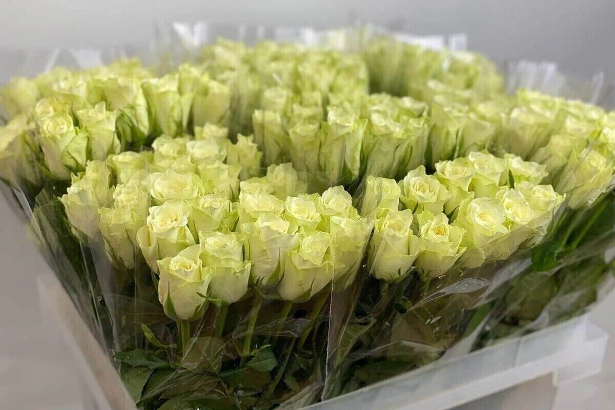 In the Kaliningrad region will destroy 110 infected flowers from the Netherlands