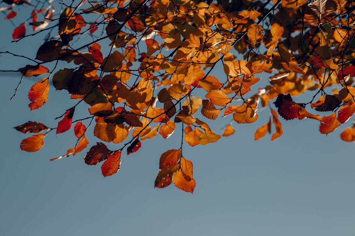 Temperatures below 0 degrees are not expected in the Tver region in late October