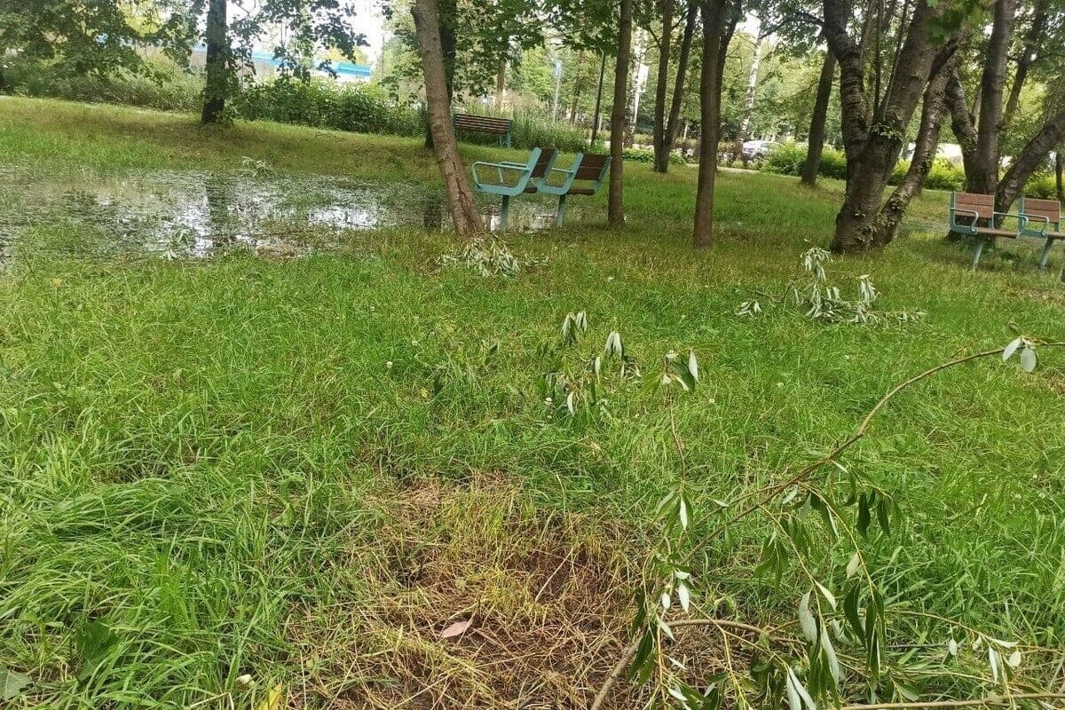 In Alexandrov, men threw knives in the park “Pine” near the baby with his mother