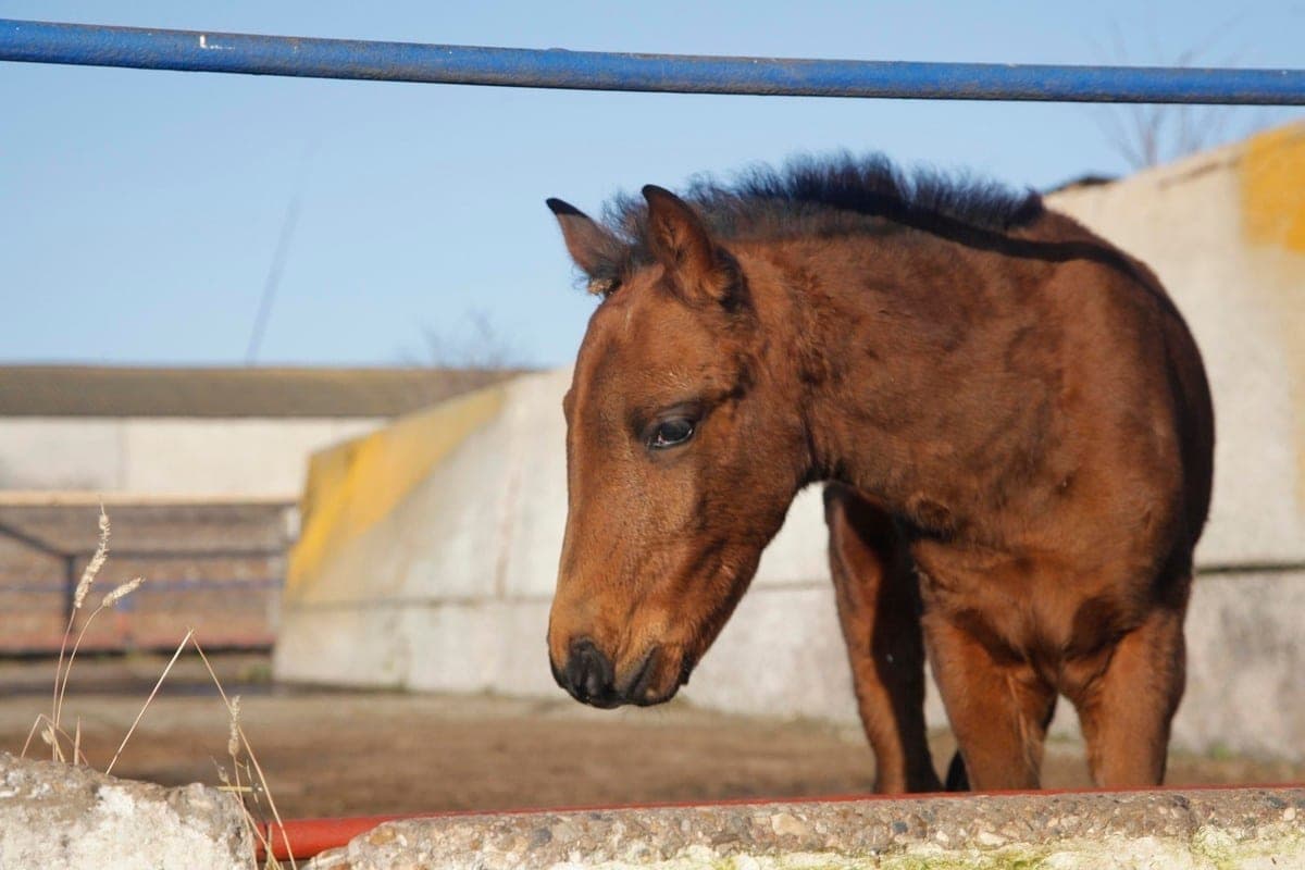 Horse dies during horse racing from heart attack