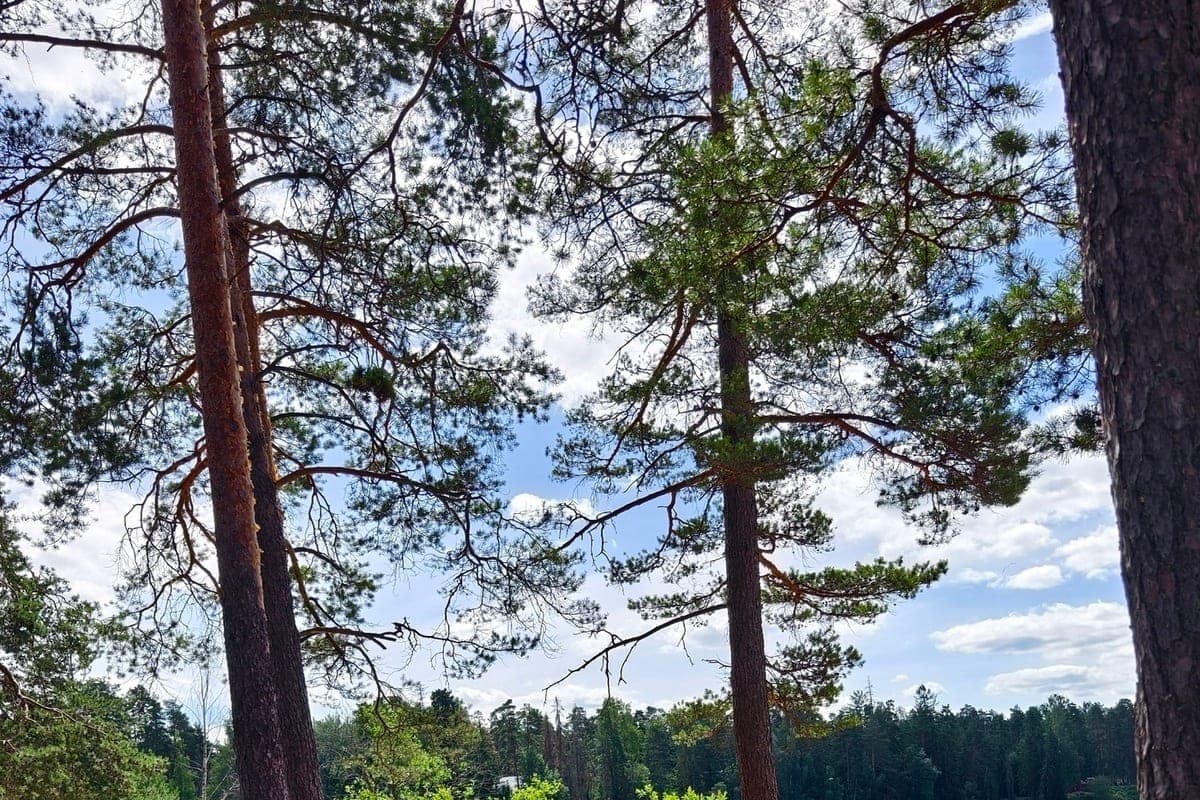 Izhevsk on October 15 will be warm, but cloudy