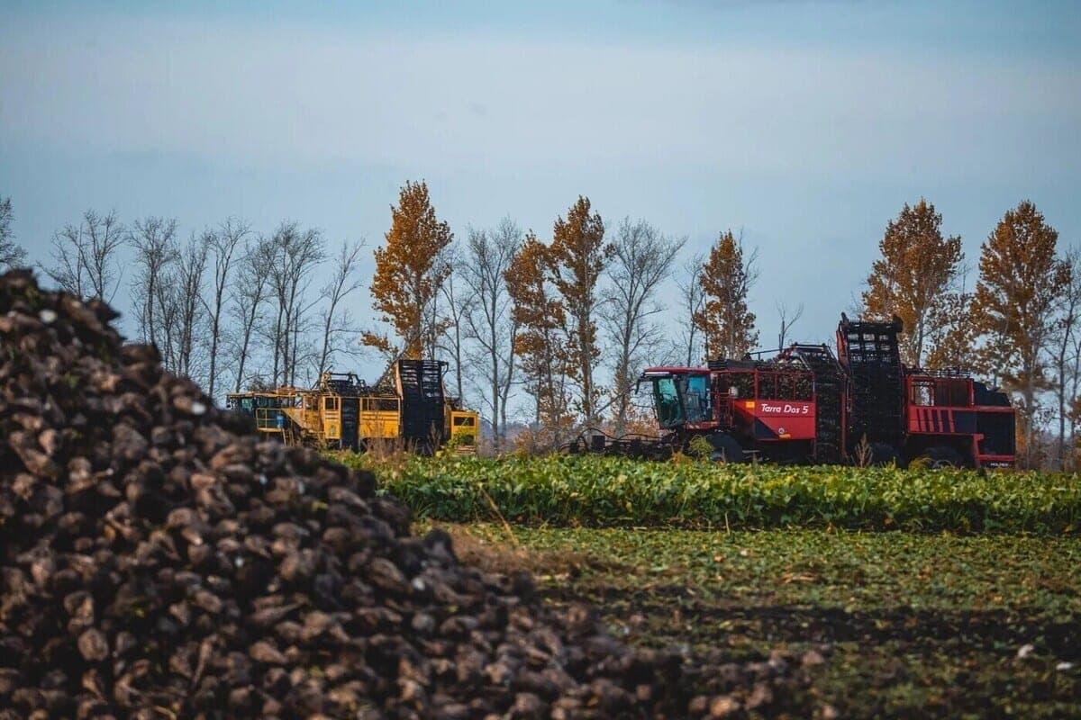 Over two million tons of sugar beet collected by Lipetsk farmers