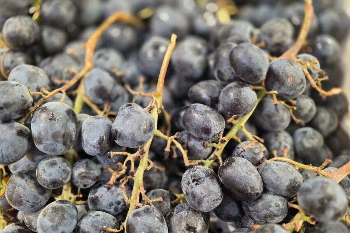 In Krasnodar banned the import of 21.3 tons of contaminated grapes