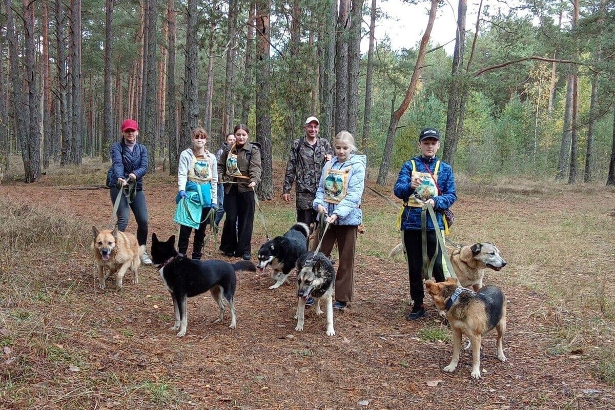 Pskovici called on dog-trekking with dogs from the shelter “Chance”