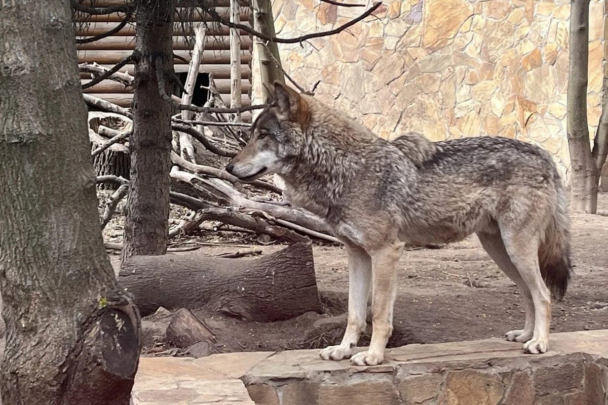 Kaliningrad residents told how to behave when meeting a wolf