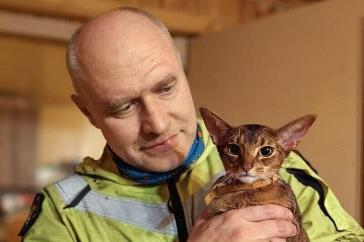 Спасатели сняли любопытную абиссинскую кошечку с огромной ели в Ленобласти