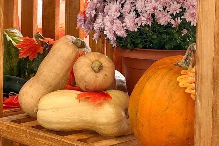Nalchik will celebrate the pumpkin festival
