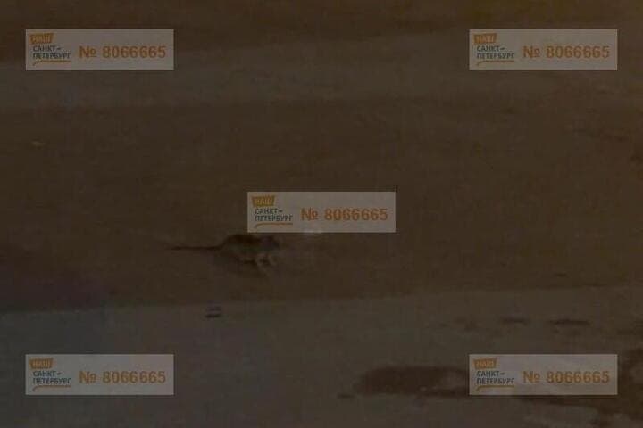 In Pargolovo almost 30 rats staged a mass race before the entrance
