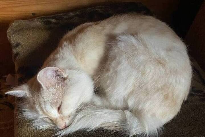 Missing cat returns to his owner after 13 years