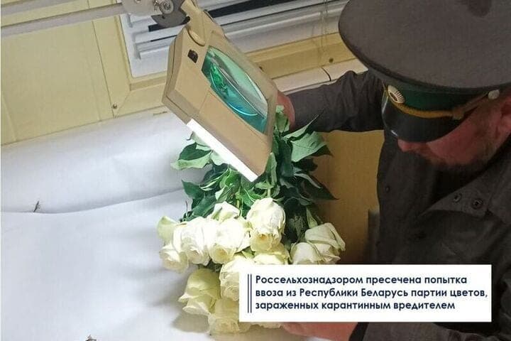 Смоленский Россельхознадзор пресек ввоз на территорию России зараженных цветов