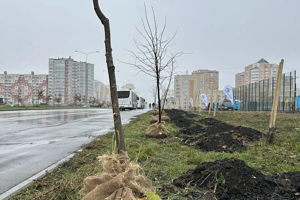 В сквере Белана в Липецке высадили еще 90 молодых лип
