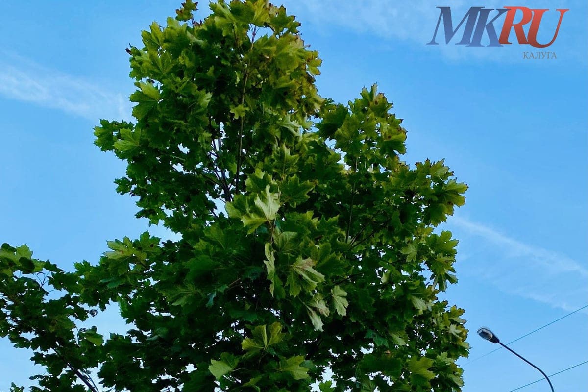 Not just in Kaluga: Obninsk is actively greening