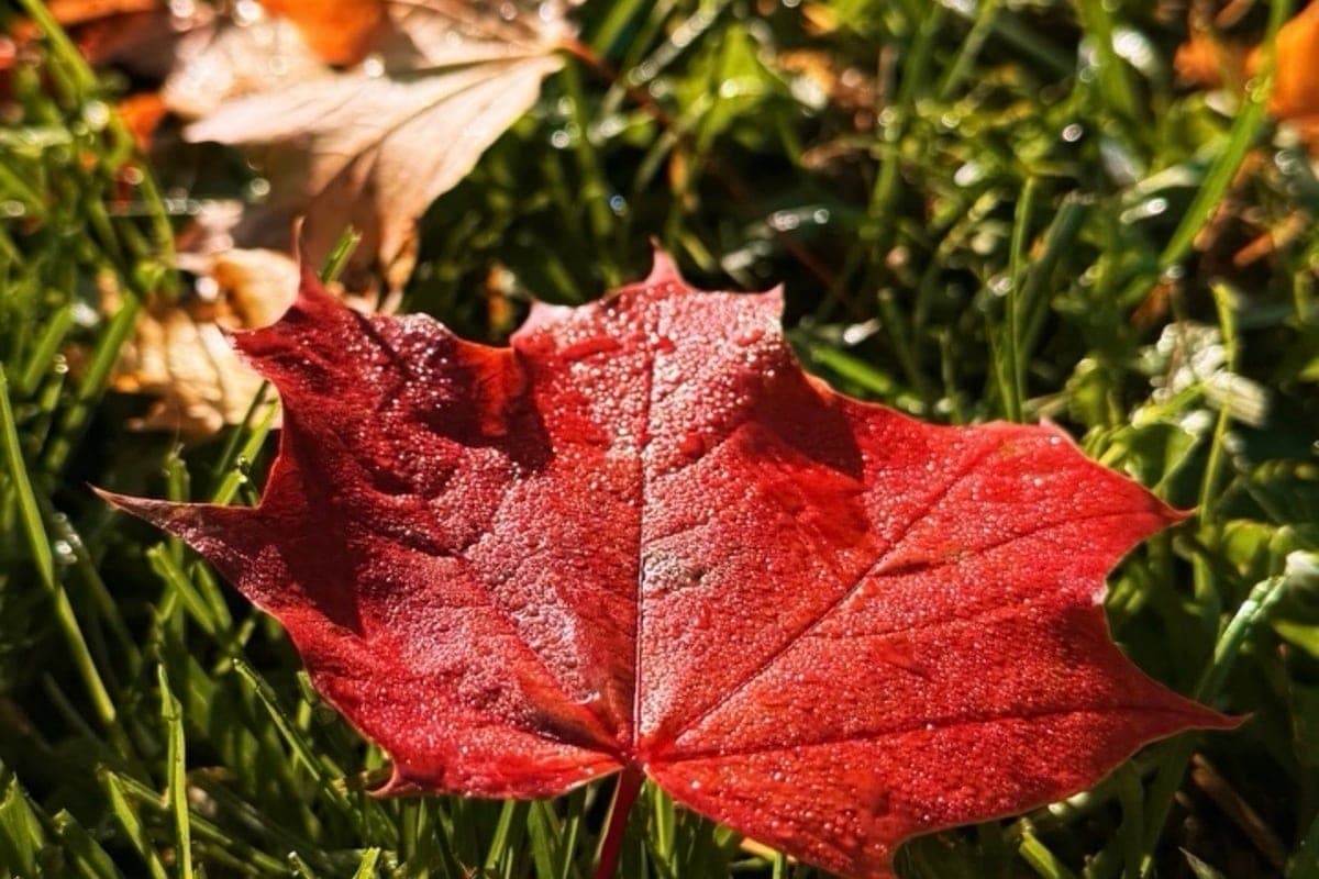 Regen und Erwärmung werden in Syktyvkar am 14. Oktober erwartet