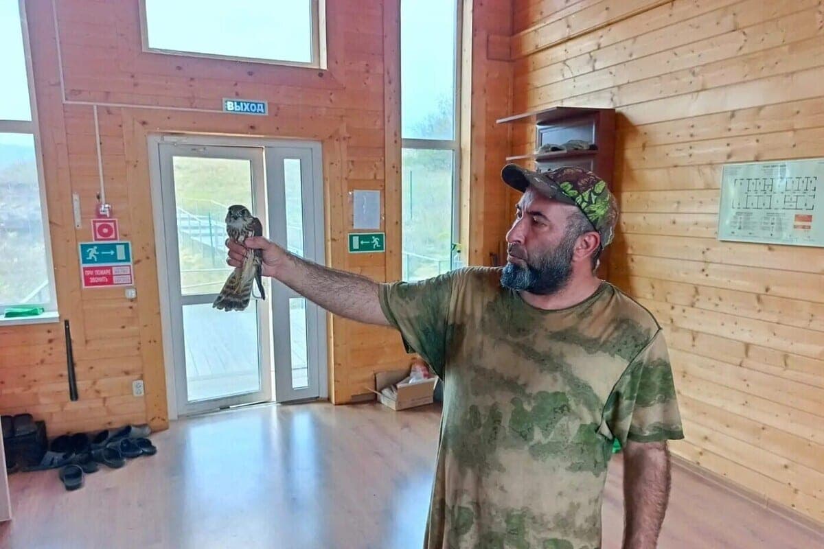 Au Daghestan sauvé et remis à l'ornithologue jeune falcon-derbnik