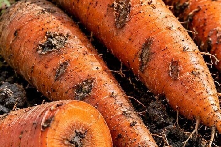 Las llagas oscuras aparecieron en zanahorias: cómo comprobar la causa