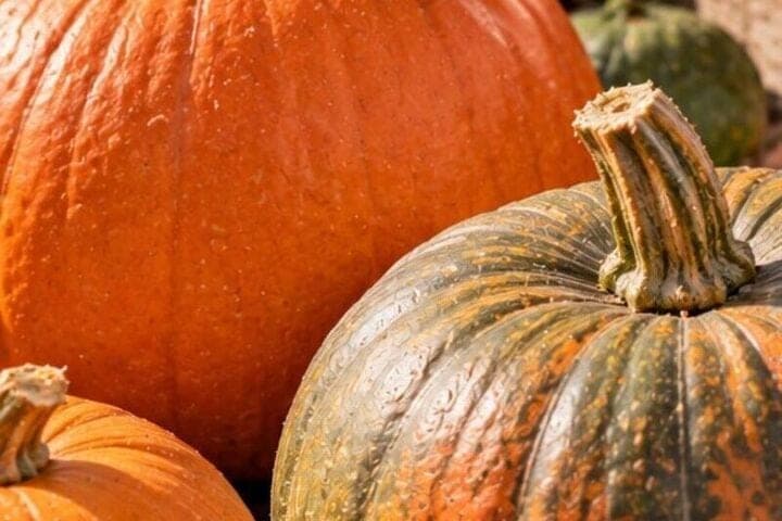 Pumpkin after cleaning is kept warm not for full ripening