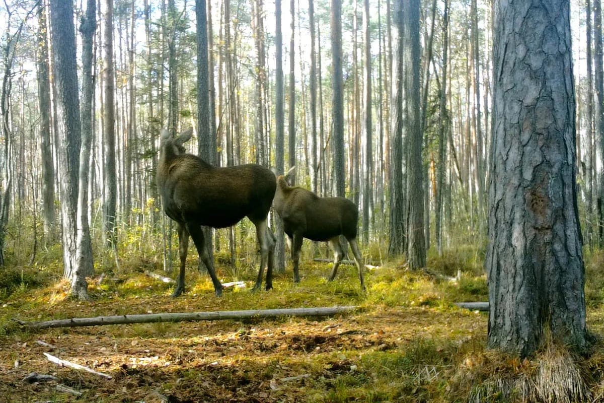 Caring and majestic moose mother with a child was filmed in the Vsevolozhsky district