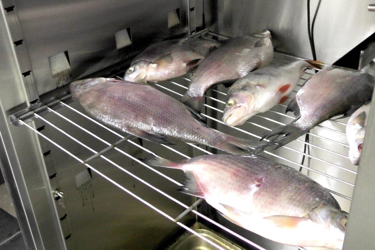 In the Astrakhan region stopped the production of 3.4 tons of fish without veterinary control