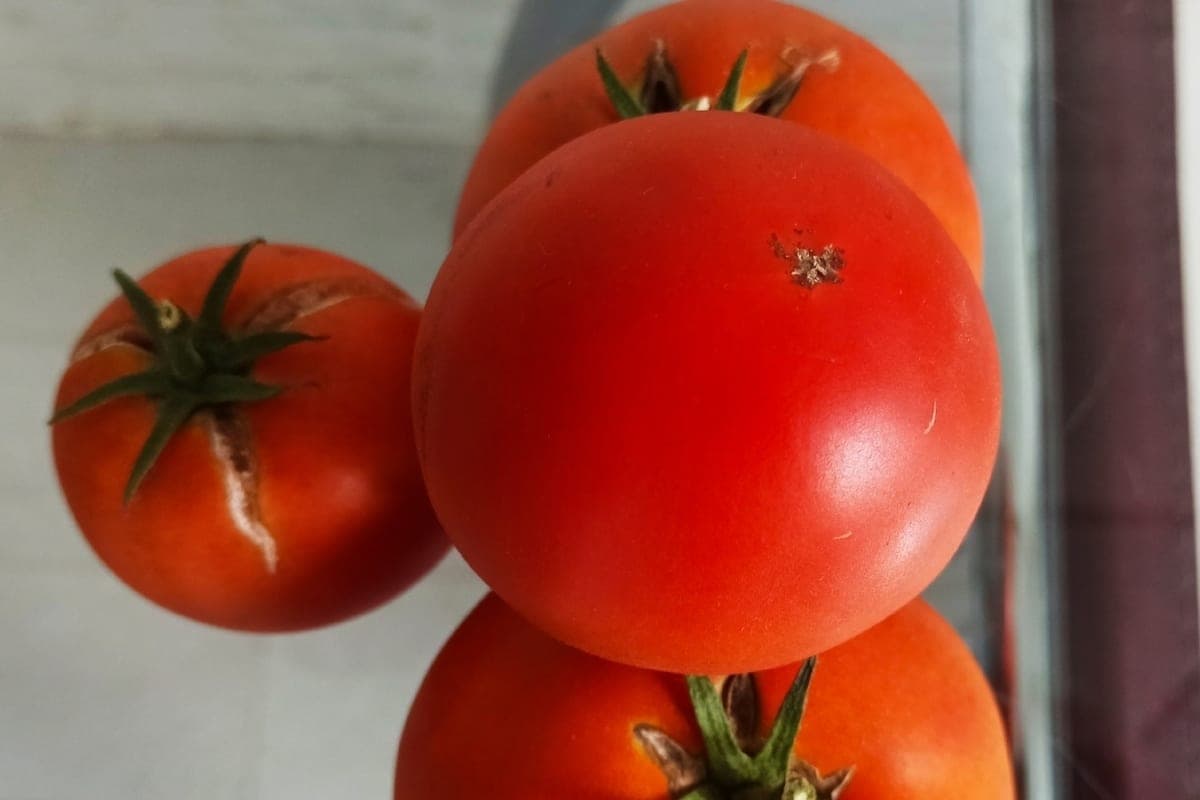 Dans les magasins Vladimir encore des tomates roses
