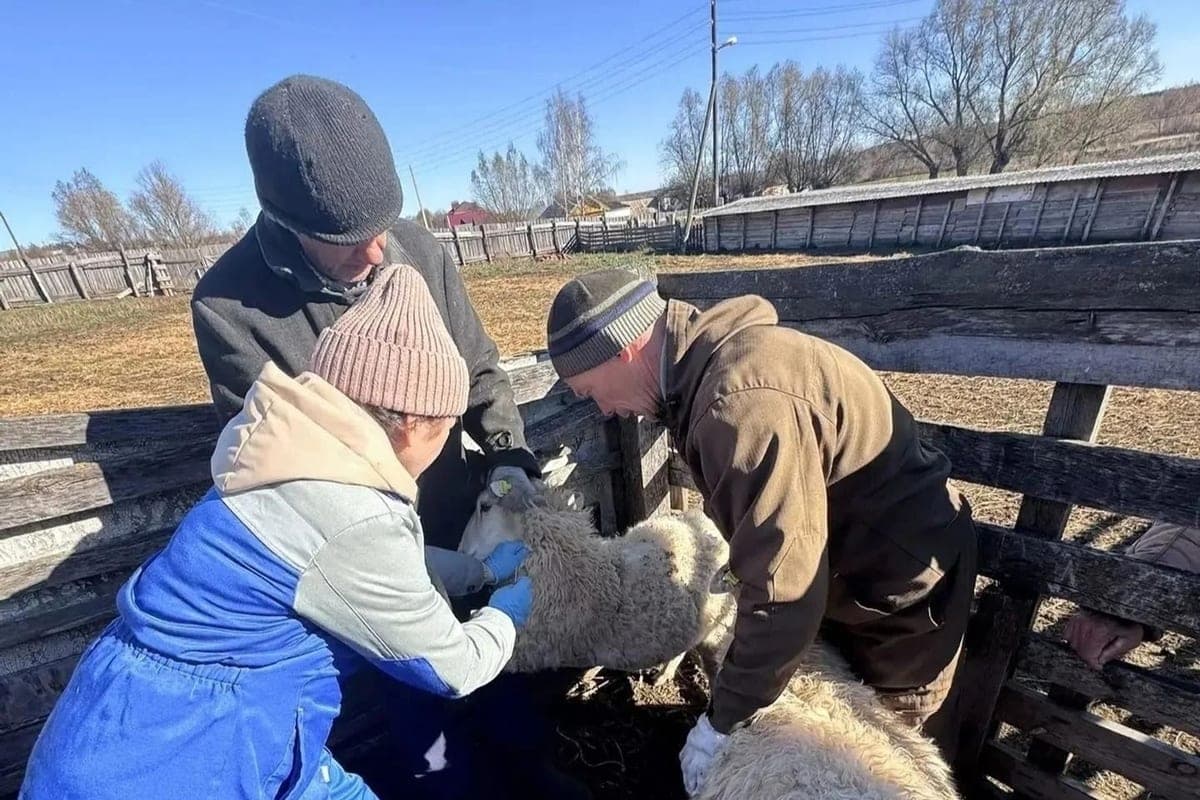 More than 400 sheep vaccinated against anthrax in the Kanash district