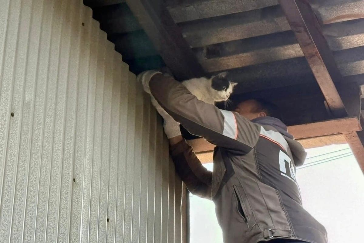 In Yaroslavl, workers rescued a cat